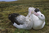 Tristan Albatross (Diomedea dabbenena) male nibbling females bill, Gough Island, South Atlantic