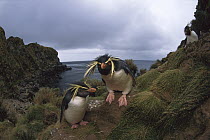 Rockhopper Penguin (Eudyptes chrysocome) pair, Gough Island, South Atlantic