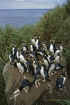Rockhopper Penguin (Eudyptes chrysocome) group on rock, Nightingale Island, South Atlantic