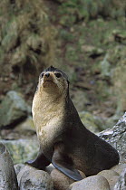 Subantarctic Fur Seal (Arctocephalus tropicalis) male, Gough Island, South Atlantic