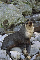 Subantarctic Fur Seal (Arctocephalus tropicalis) male, Gough Island, South Atlantic