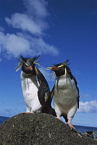 Rockhopper Penguin (Eudyptes chrysocome) pair on rock, Nightingale Island, South Atlantic