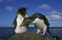 Rockhopper Penguin (Eudyptes chrysocome) pair on rock, Nightingale Island, South Atlantic