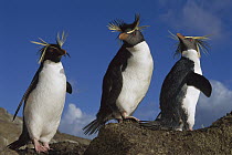 Rockhopper Penguin (Eudyptes chrysocome) trio on rock, Nightingale Island, South Atlantic