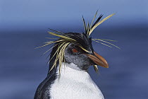 Rockhopper Penguin (Eudyptes chrysocome) portrait, Nightingale Island, South Atlantic