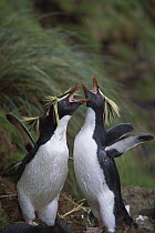 Rockhopper Penguin (Eudyptes chrysocome) pair performing greeting display, Gough Island, South Atlantic
