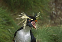 Rockhopper Penguin (Eudyptes chrysocome) calling, Gough Island, South Atlantic