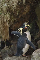 Rockhopper Penguin (Eudyptes chrysocome) spreading its wings, Gough Island, South Atlantic