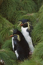 Rockhopper Penguin (Eudyptes chrysocome) pair, Gough Island, South Atlantic