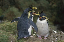 Rockhopper Penguin (Eudyptes chrysocome) mating pair, Gough Island, South Atlantic