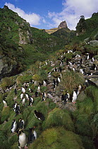 Rockhopper Penguin (Eudyptes chrysocome) nesting colony, Gough Island, South Atlantic