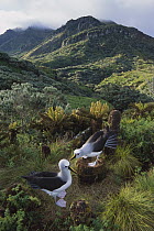 Yellow-nosed Albatross (Thalassarche chlororhynchos) pair nesting, Gough Island, South Atlantic