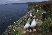 Grey-headed Albatross (Thalassarche chrysostoma) colony near Campbell Albatross (Thalassarche impavida) nesting area, North Cape, Campbell Island, sub-Antarctica New Zealand