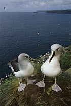 Grey-headed Albatross (Thalassarche chrysostoma) pair investigating possible nest site, North Cape, Campbell Island, sub-Antarctica New Zealand