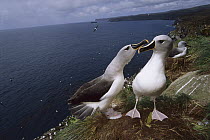 Grey-headed Albatross (Thalassarche chrysostoma) pair investigating possible nest site, North Cape, Campbell Island, sub-Antarctica New Zealand