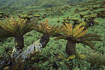 Gough Tree Fern (Blechnum palmiforme) clusters growing in waterlogged coastal plateau, Gough Island, South Atlantic