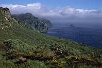 Batwing Fern (Histiopteris incisa), Gough Tree Fern (Blechnum palmiforme), and Island Cape Myrtle (Phylica arborea) on coastal plateau, Gough Island, South Atlantic