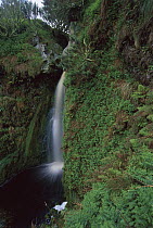 Waterfall draining rain-drenched coastal plateau, Gough Island, South Atlantic