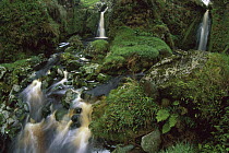 Waterfalls among ferns and mosses, Gough Island, South Atlantic