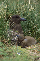 Antarctic Skua (Catharacta antarctica) parent and chick at nest in open moorland, Gough Island, South Atlantic