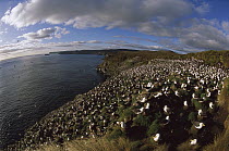 Campbell Albatross (Thalassarche impavida) nesting colony, North Cape, Campbell Island, sub-Antarctica New Zealand