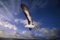 Campbell Albatross (Thalassarche impavida) immature flying, North Cape, Campbell Island, sub-Antarctica New Zealand