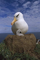 Campbell Albatross (Thalassarche impavida) parent guarding chick, North Cape, Campbell Island, sub-Antarctica New Zealand