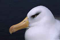 Campbell Albatross (Thalassarche impavida) portrait, North Cape, Campbell Island, sub-Antarctica New Zealand