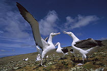 Southern Royal Albatross (Diomedea epomophora) gamming group, Campbell Island, sub-Antarctica New Zealand