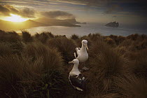 Southern Royal Albatross (Diomedea epomophora) pair courting in tussock grass at sunset, Campbell Island, sub-Antarctica New Zealand Subantarctic