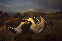 Southern Royal Albatross (Diomedea epomophora) pair courting in tussock grass, Campbell Island, sub-Antarctica New Zealand