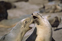 Hooker's Sea Lion (Phocarctos hookeri) females fighting over space in breeding colony, Enderby Island, Auckland Islands, sub-Antarctica New Zealand