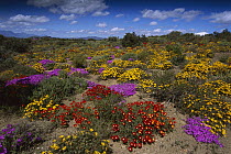 Dewflowers (Drosanthemum sp) and other blooms, Little Karoo, South Africa