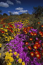 Dewflowers (Drosanthemum sp) and other blooms, Little Karoo, South Africa