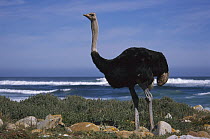 Ostrich (Struthio camelus) male in coastal meadow, Cape of Good Hope, South Africa