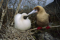 Red-footed Booby (Sula sula) parent and chick, Wolf Island, Galapagos Islands, Ecuador