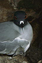 Swallow-tailed Gull (Creagrus furcatus) parent with chick on nest, Wolf Island, Galapagos Islands, Ecuador