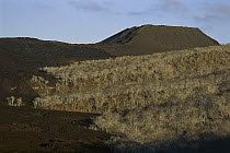 Palo Santo (Bursera graveolens) forest bisected by young lava flow, Pinta Island, Galapagos Islands, Ecuador