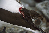 Sharp-beaked Ground-Finch (Geospiza difficilis) drawing blood from Nazca Booby (Sula granti) feathers as a feeding adaptation during arid conditions, Wolf Island, Galapagos Islands, Ecuador