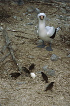 Sharp-beaked Ground-Finch (Geospiza difficilis) group breaking into Nazca Booby (Sula granti) egg, Wolf Island, Galapagos Islands, Ecuador