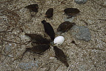Sharp-beaked Ground-Finch (Geospiza difficilis) group breaking into Nazca Booby (Sula granti) egg, Wolf Island, Galapagos Islands, Ecuador