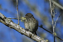 Small Ground-Finch (Geospiza fuliginosa) female, Santa Cruz Island, Galapagos Islands, Ecuador
