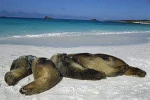 Galapagos Sea Lion (Zalophus wollebaeki) group sleeping on beach, Espanola Island, Galapagos Islands, Ecuador