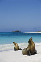 Galapagos Sea Lion (Zalophus wollebaeki) pair on beach, Espanola Island, Galapagos Islands, Ecuador