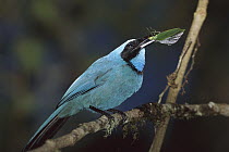 Turquoise Jay (Cyanolyca turcosa) with insect prey, Bellavista Cloud Forest Reserve, Ecuador