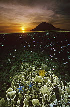 Sunset with hard corals and small reef fish just beneath the water's surface at Bunaken Island, Manado Tua Marine National Park, Indonesia