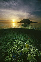 Sunset and a garden of Hard Corals just beneath the water's surface at Bunaken Island, Manado Tua Marine National Park, North Sulawesi, Indonesia