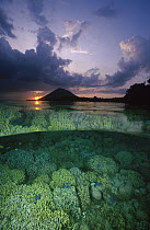 Sunset and a garden of Hard Corals just beneath the water's surface at Bunaken Island, Manado Tua Marine Park, Manado, Sulawesi, Indonesia
