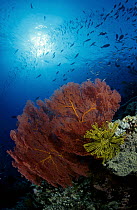 Fish feeding in the water above a Sea Fan (Melithaea sp) and a Feather Star (Oxycomanthus bennetti), Milne Bay, Papua New Guinea