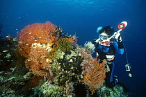 Diver photographing a Coral Bommie adorned with Crinoids and Gorgonian Sea Fans (Melithaea sp), Menjangan Island, Bali, Indonesia